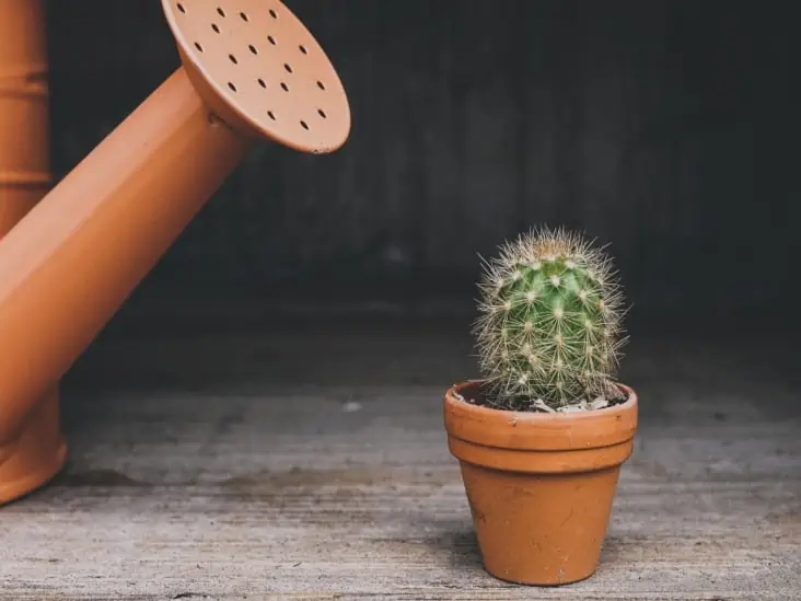 A small cactus on a clay pot and a water container.