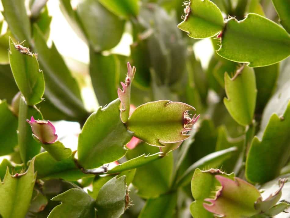 Can A Christmas Cactus Root In Water? | CactusWay