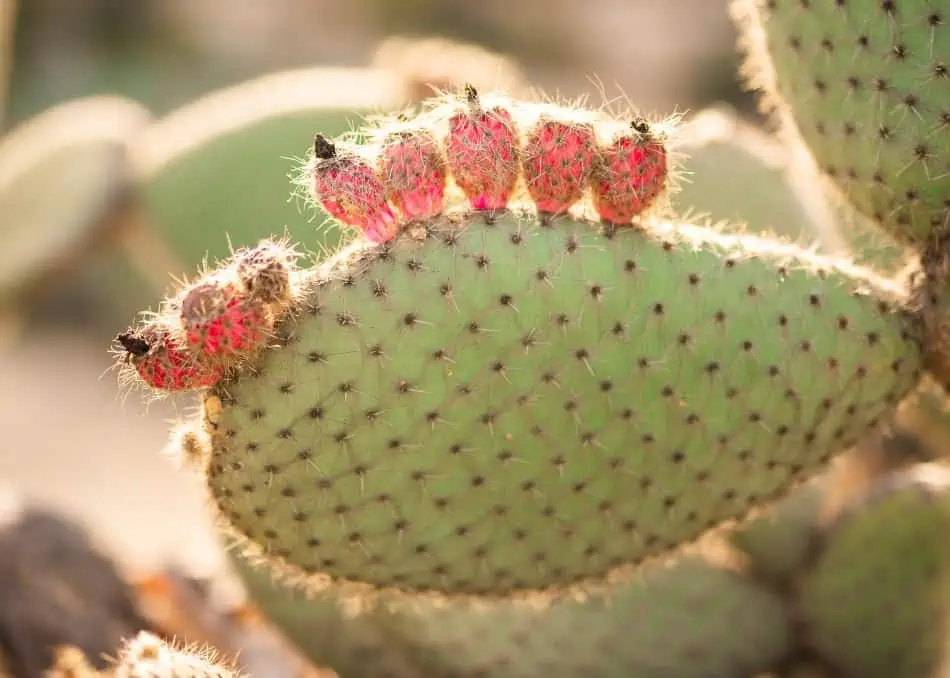 How To Clean A Cactus Fruit Cactusway