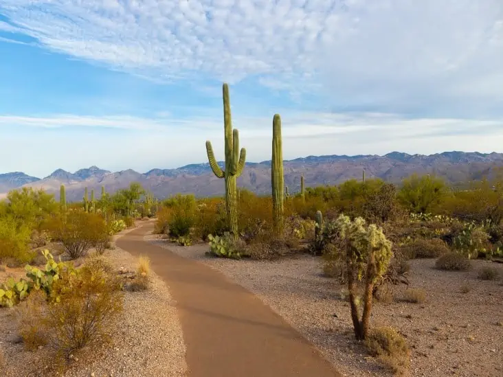 How Are Desert Plants Adapted To Survive In A Desert - CactusWay