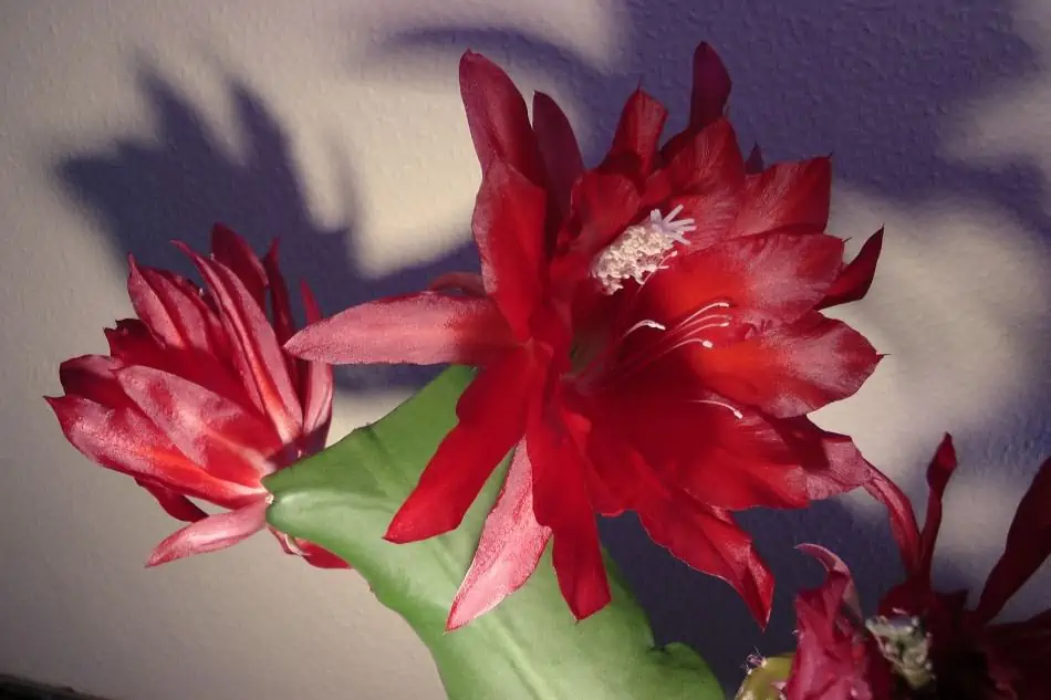 Easter Cactus exposed to sunlight. 