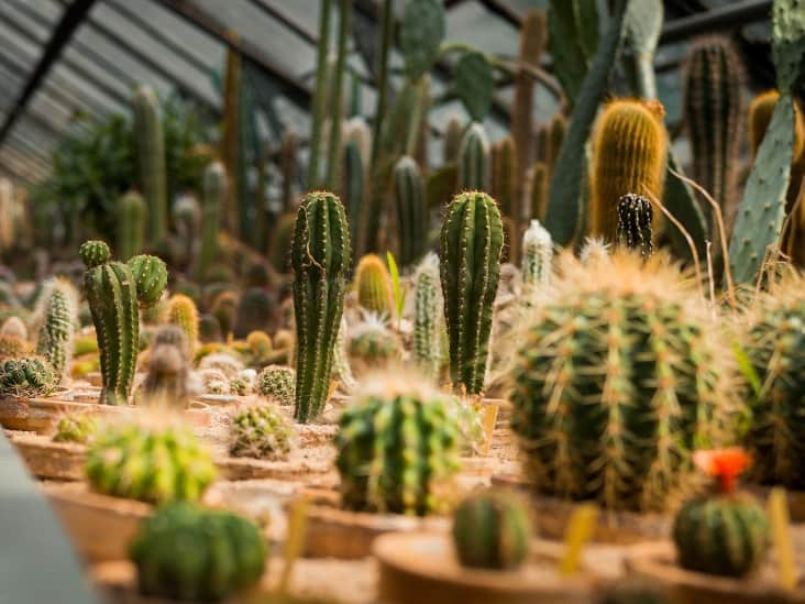 Different kinds of cactus. 