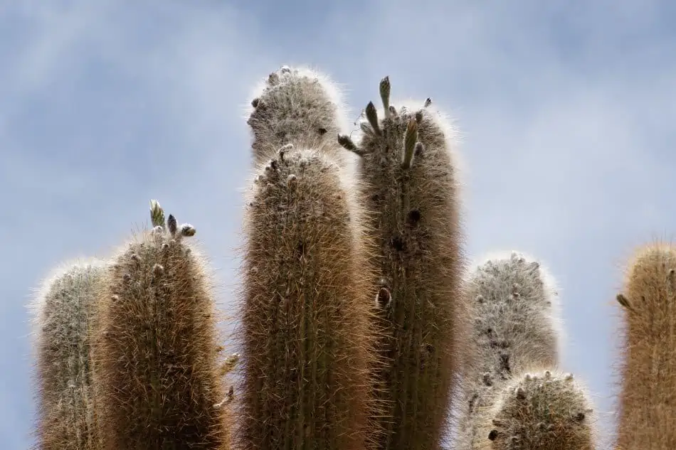 What Is The White Hair On Some Cacti Plants Introducing The Old Man Cactus Cactusway