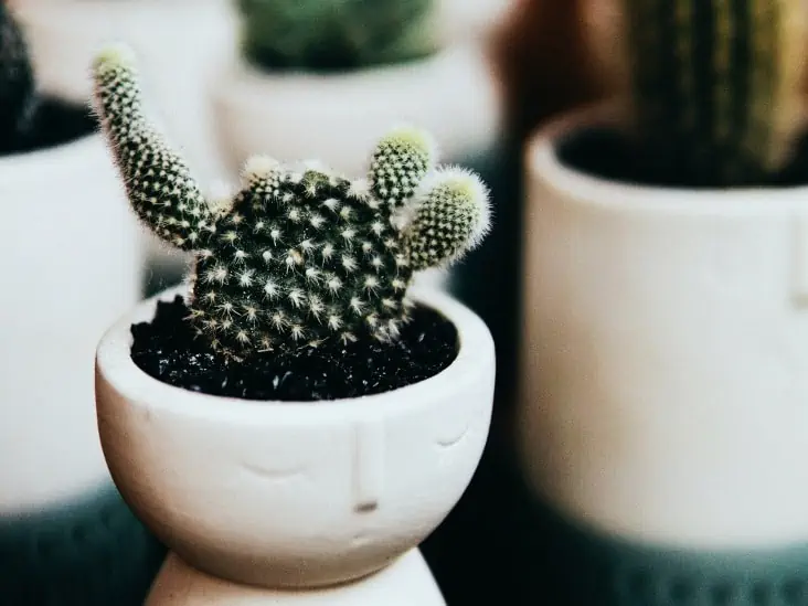 How To Propagate Cactus Pups 