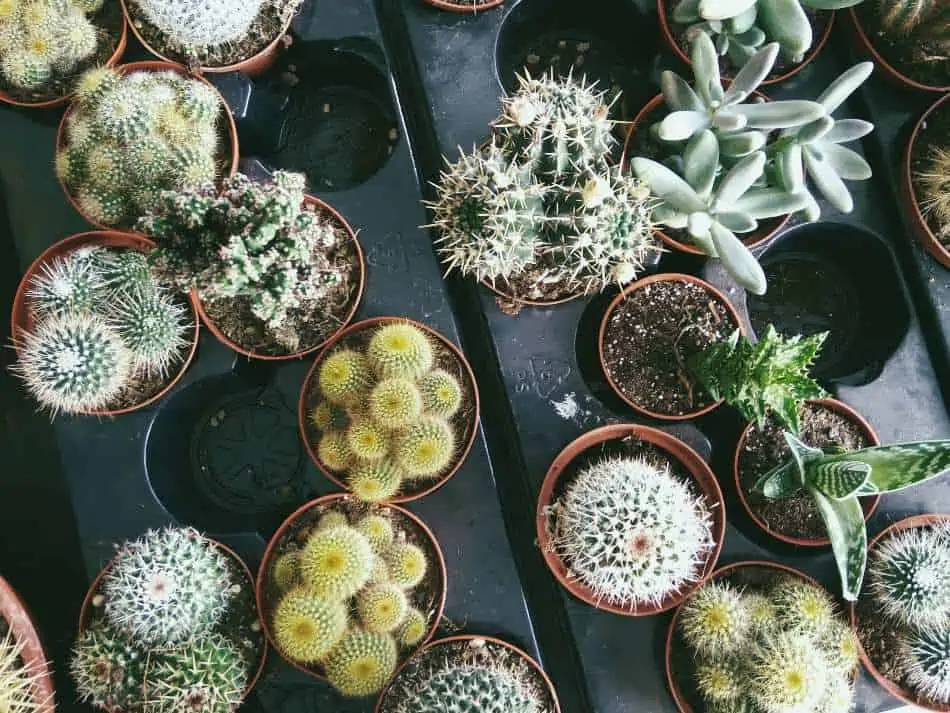 A top view of different kinds of cactus in a pot. 