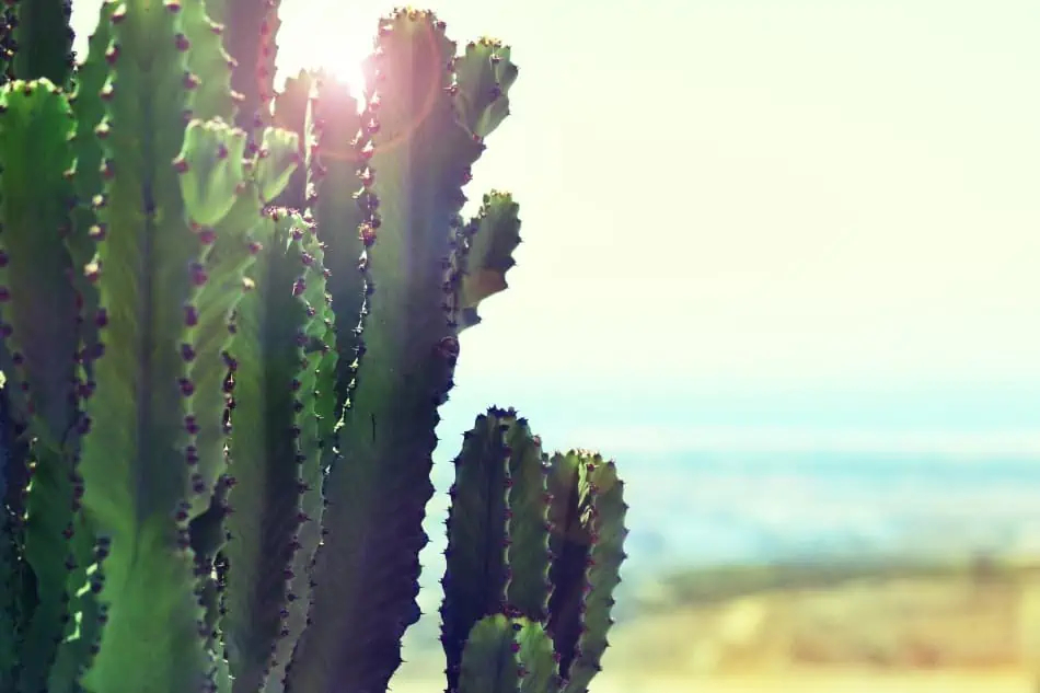 A cactus on a desert. 