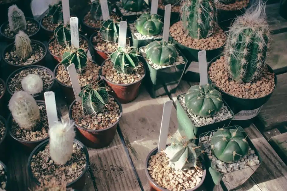 How To Care Of Cactus In The Winter Cactusway