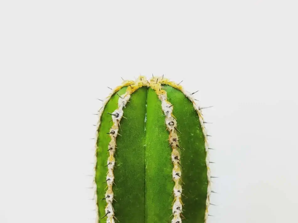 A cactus plant. 