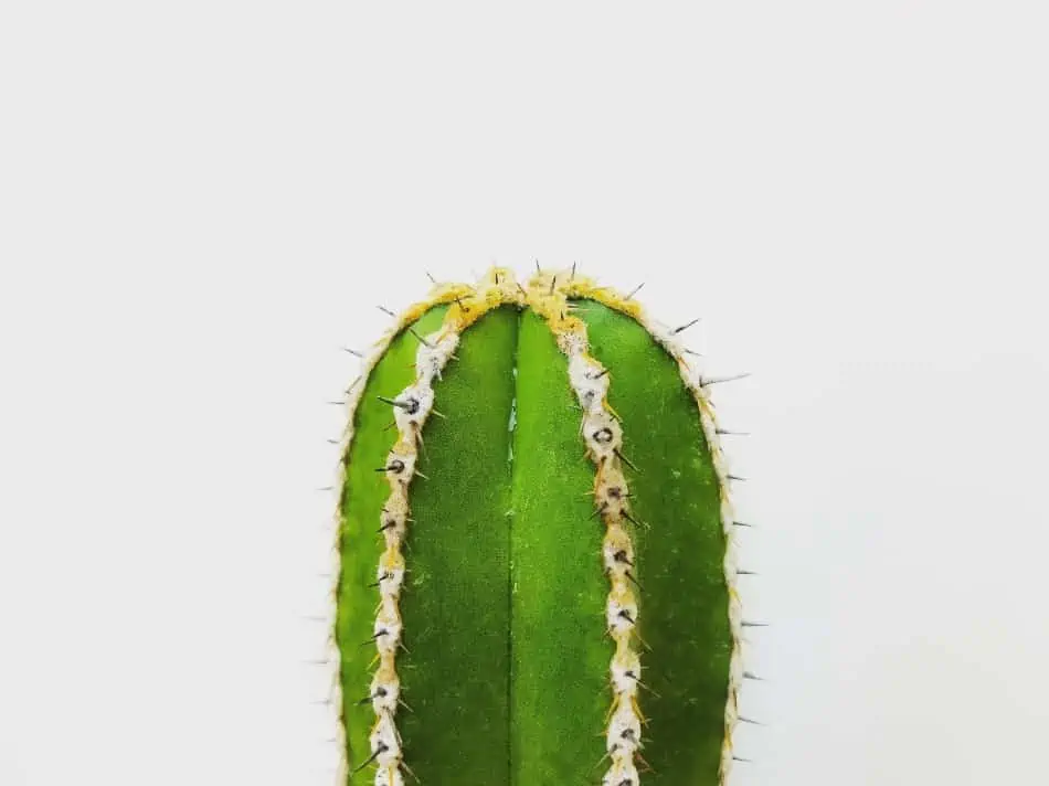 What Type of Cactus Do I Have? Ways to Identify Your Cactus Type