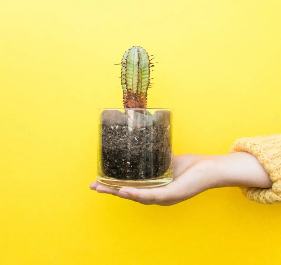 A cactus on hand, 