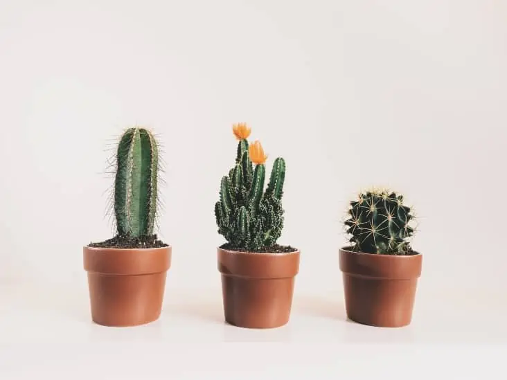 Three cactus plants on a pot. 