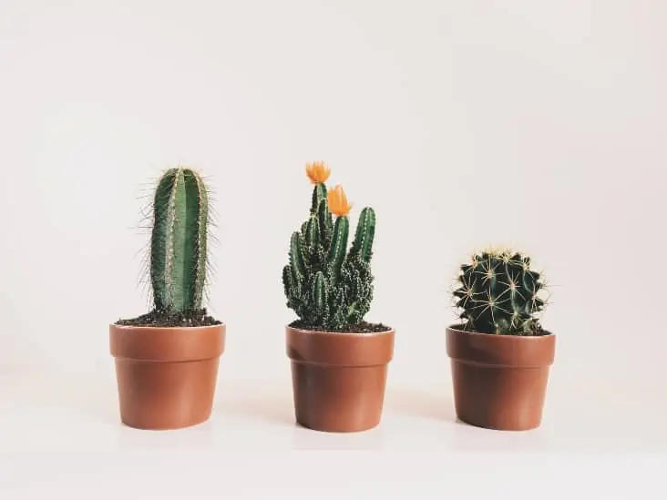 11 Golden Rules For Watering A Cactus