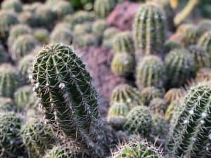 How Long Does An Indoor Cactus Live Cactusway