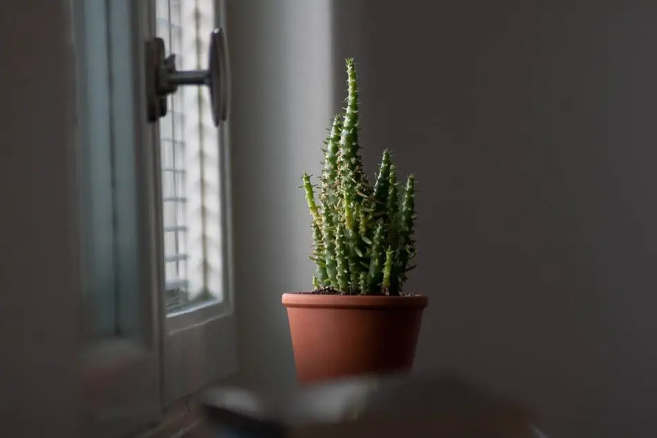 A cactus near the window. 
