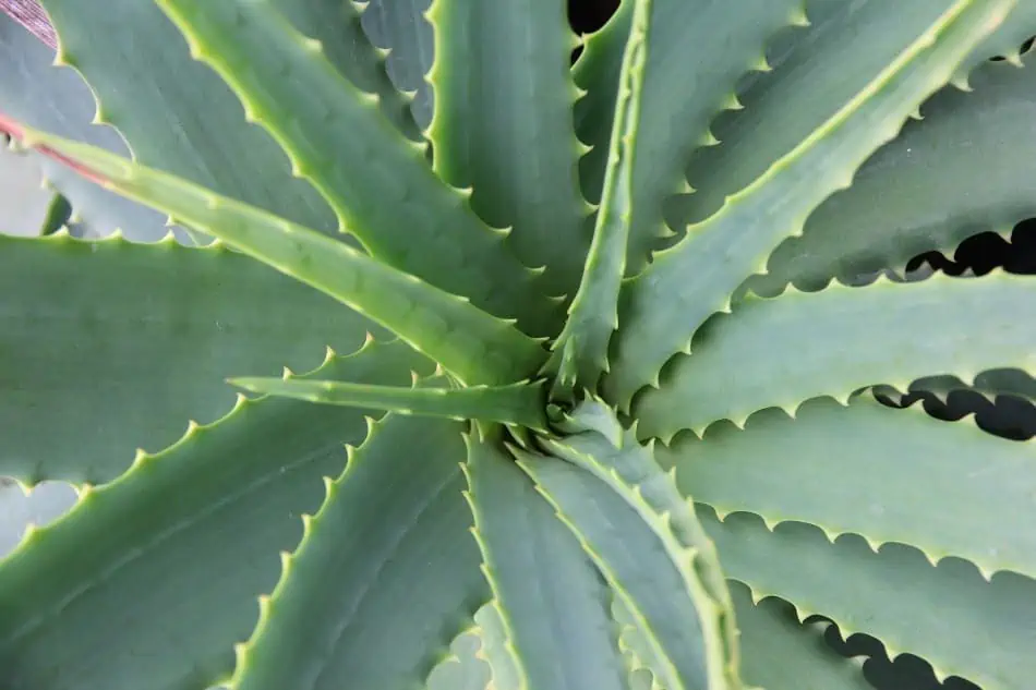 Close up image of aloe vera plant. 