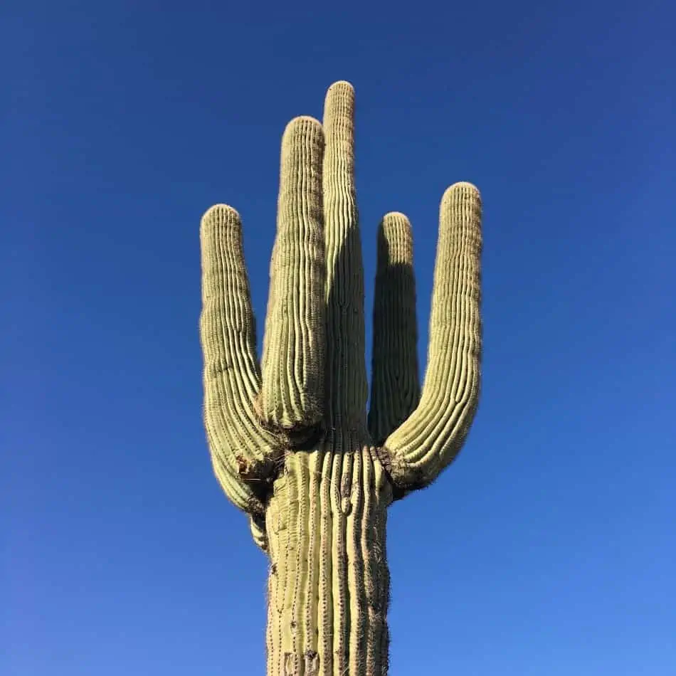 A huge Saguaro Cactus. 