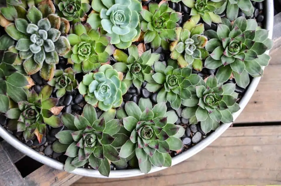 A multiple plants on a pot. 