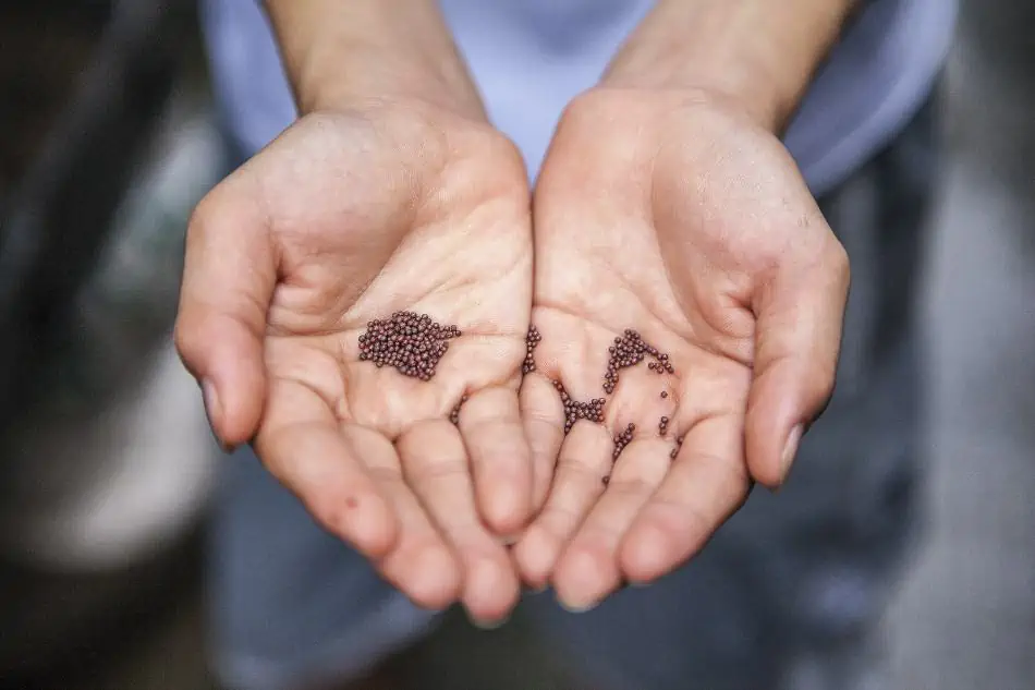 A seeds on hand. 