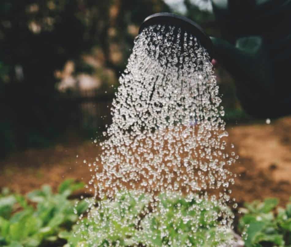 A person watering the plant. 