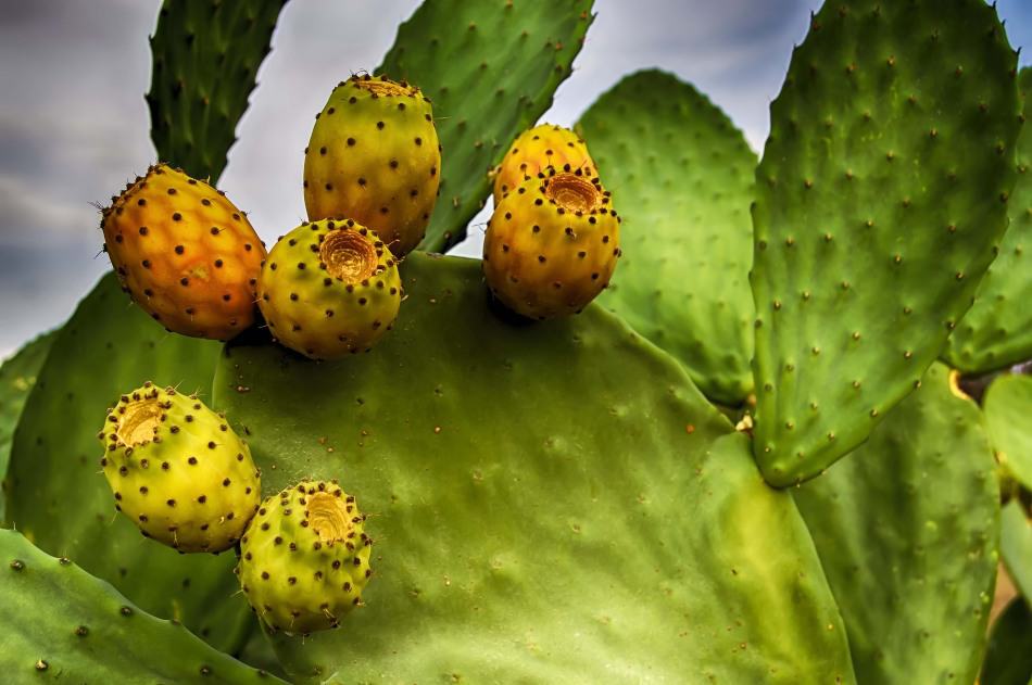 A pricly pear cactus with fruit. 