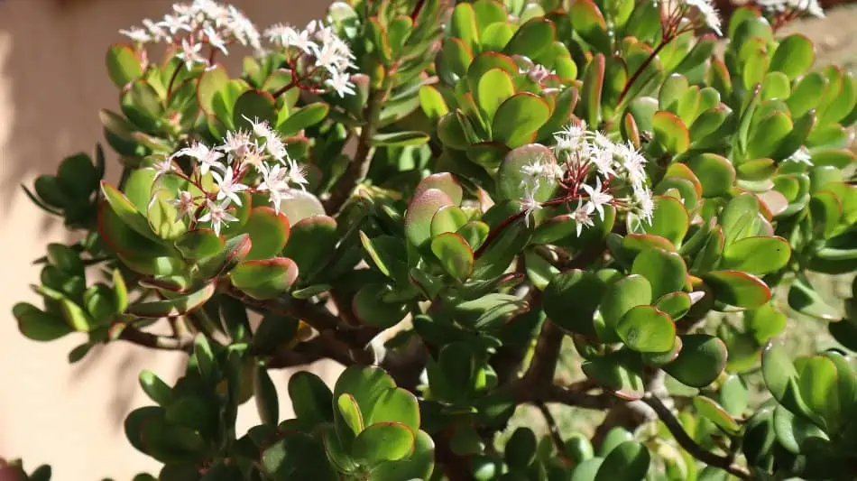 A Jade plant flowering and exposed to the sun.