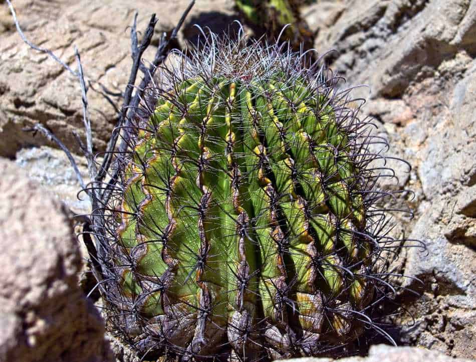 If you are stranded in the desert and have no water but there are cactus  plants around you, what is the best way to extract water from the cacti,  and how do