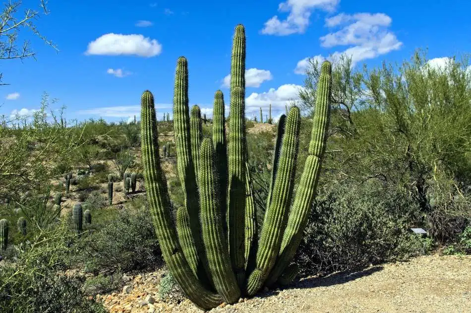 here-is-how-animals-can-eat-and-survive-from-desert-plants-cactusway