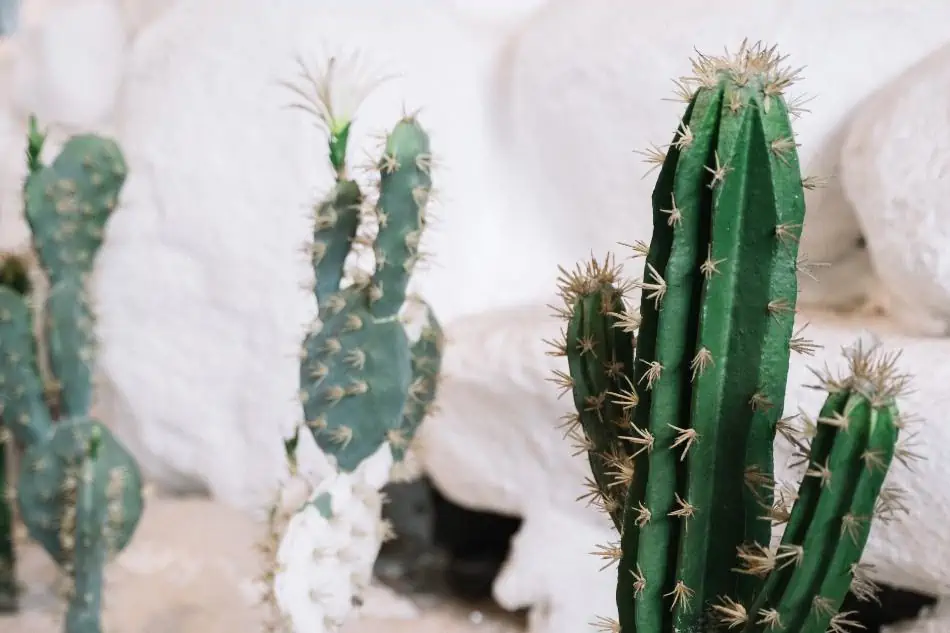 5 Gorgeous Cacti To Put On Your Desk Cactusway