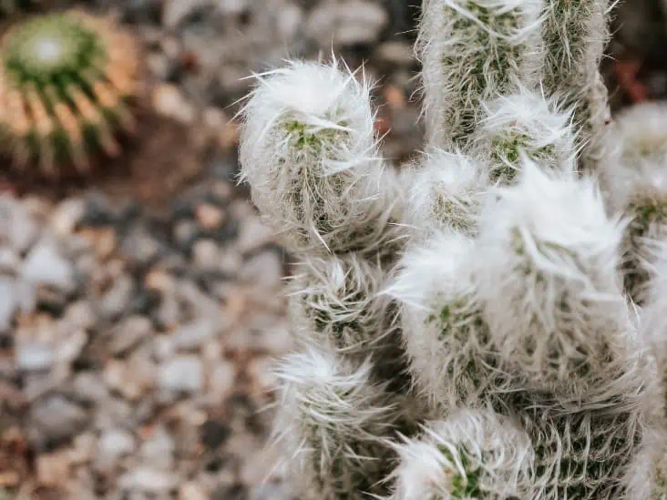 Old Man Cactus - How To Grow A Cephaocereus Senilis Cactus 