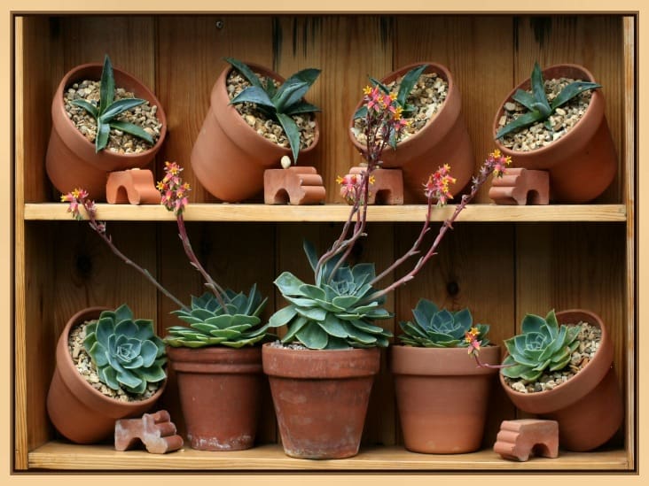 Succulent plants on a shelf.