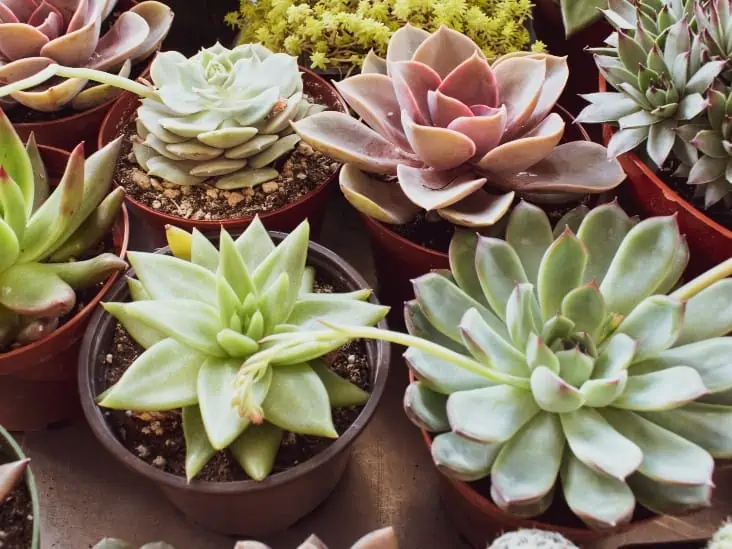 Different kinds of succulent.