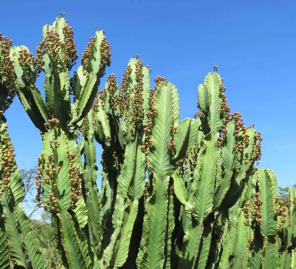 Euphorbia Vs. Cactus: What's The Difference? - CactusWay