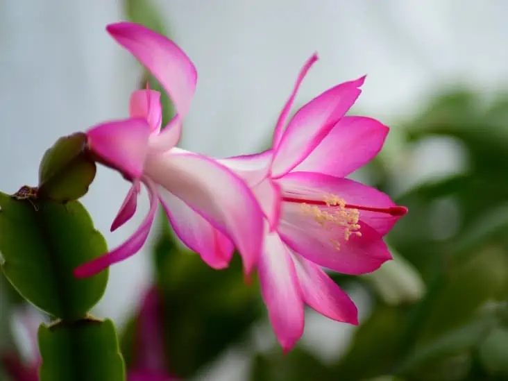 A flowering christmas cactus. 