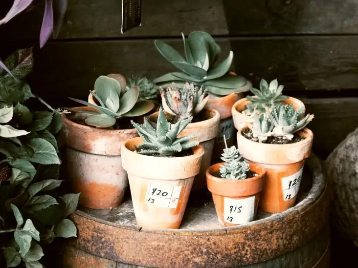 Does A Succulent Need Direct Sunlight? - CactusWay