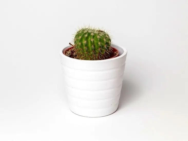 A small cactus on a pot. 