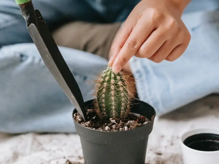 Repotting a Cactus.