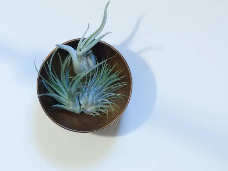 Here Are The Best Places To Put Air Plants? CactusWay