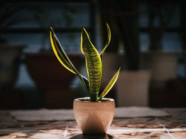 flybold Fake Snake Plant Faux Snake Plant,Large Faux Sansevieria Plant  Artificial with 7 Tall Leaves Thick Durable Pot for Indoor Modern Decor  Mother in Law Tongue Plant (Green, 16 Inch) : 