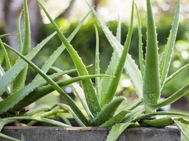 How Much Sun Do Aloe Vera Plants Need?