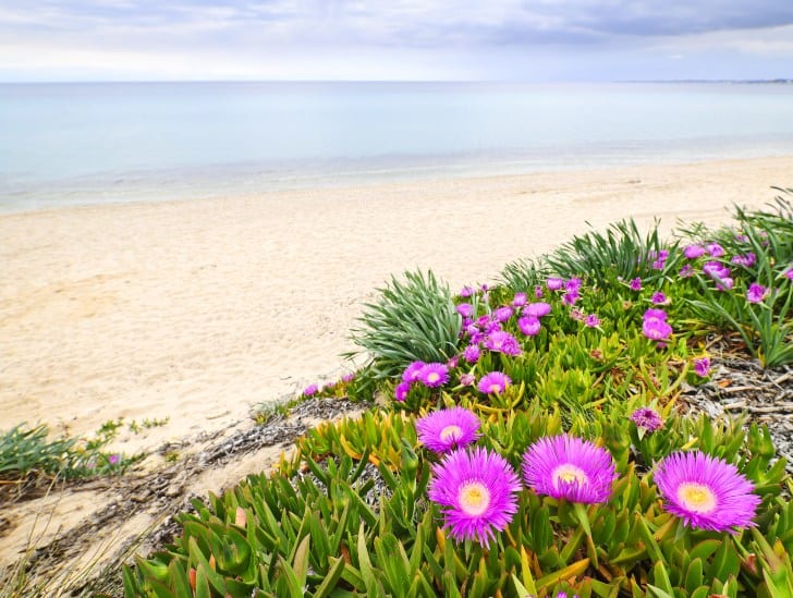 9 Golden Rules For Watering An Ice Plant Cactusway