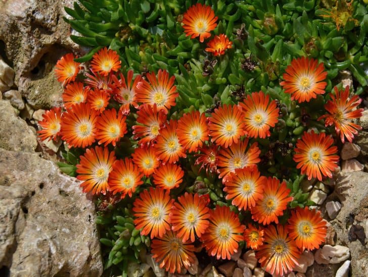 Orange Flower Ice Plant. 