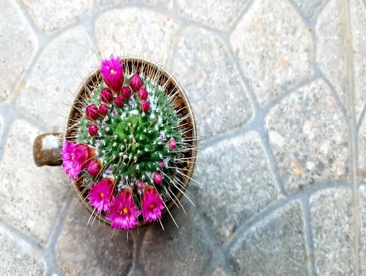 A top view of a purple flower cactus. 