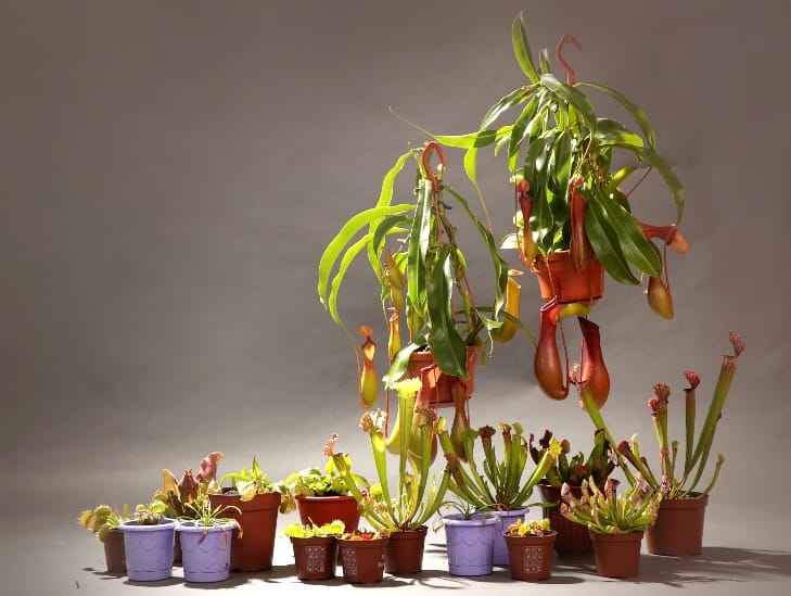 A family of Carnivorous plants. 