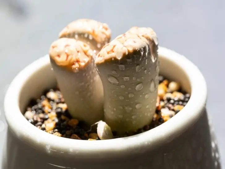 A freshly watered Lithops.
