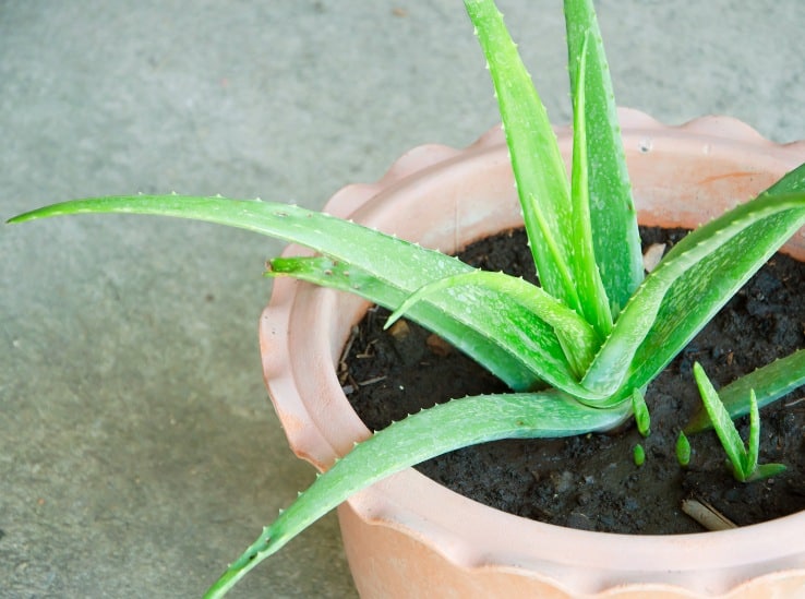 Aloe vera plant in a pot. 