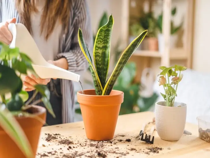 9 Golden Rules For Watering An Ice Plant Cactusway