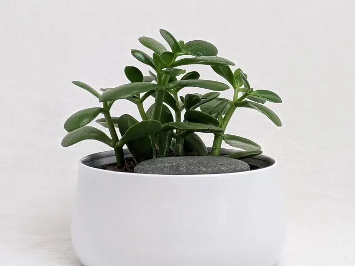A pot of plant.