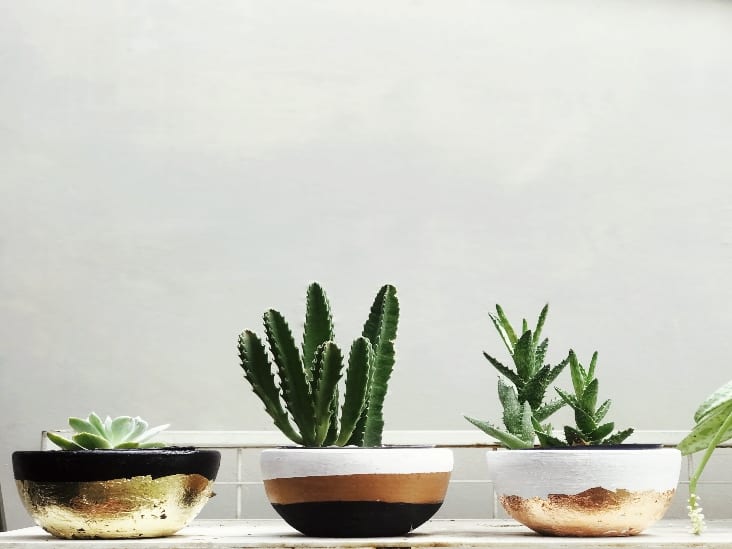 three succulents perfect for indoors
