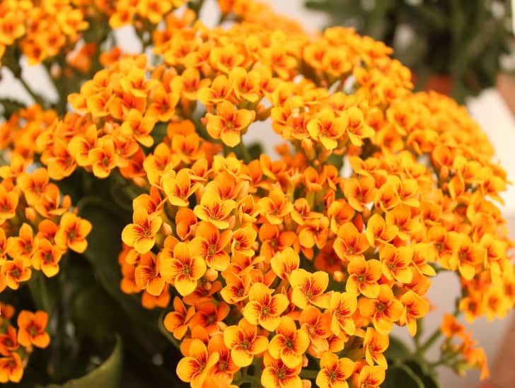 A yellow flower kalanchoe. 