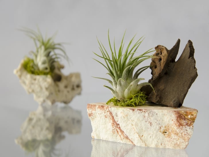 An air plant with a wood.